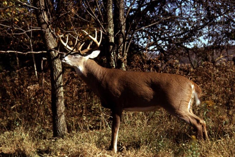 AEP Deer 1 768x513